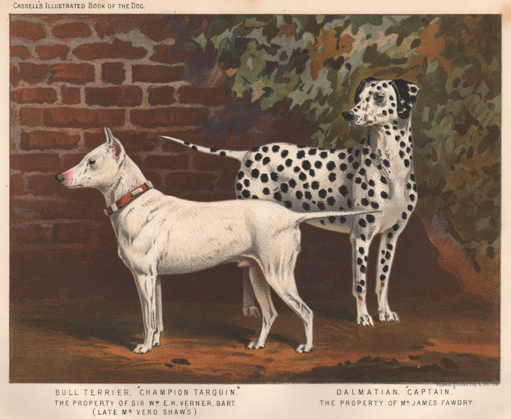 DOGS. Bull Terrier,